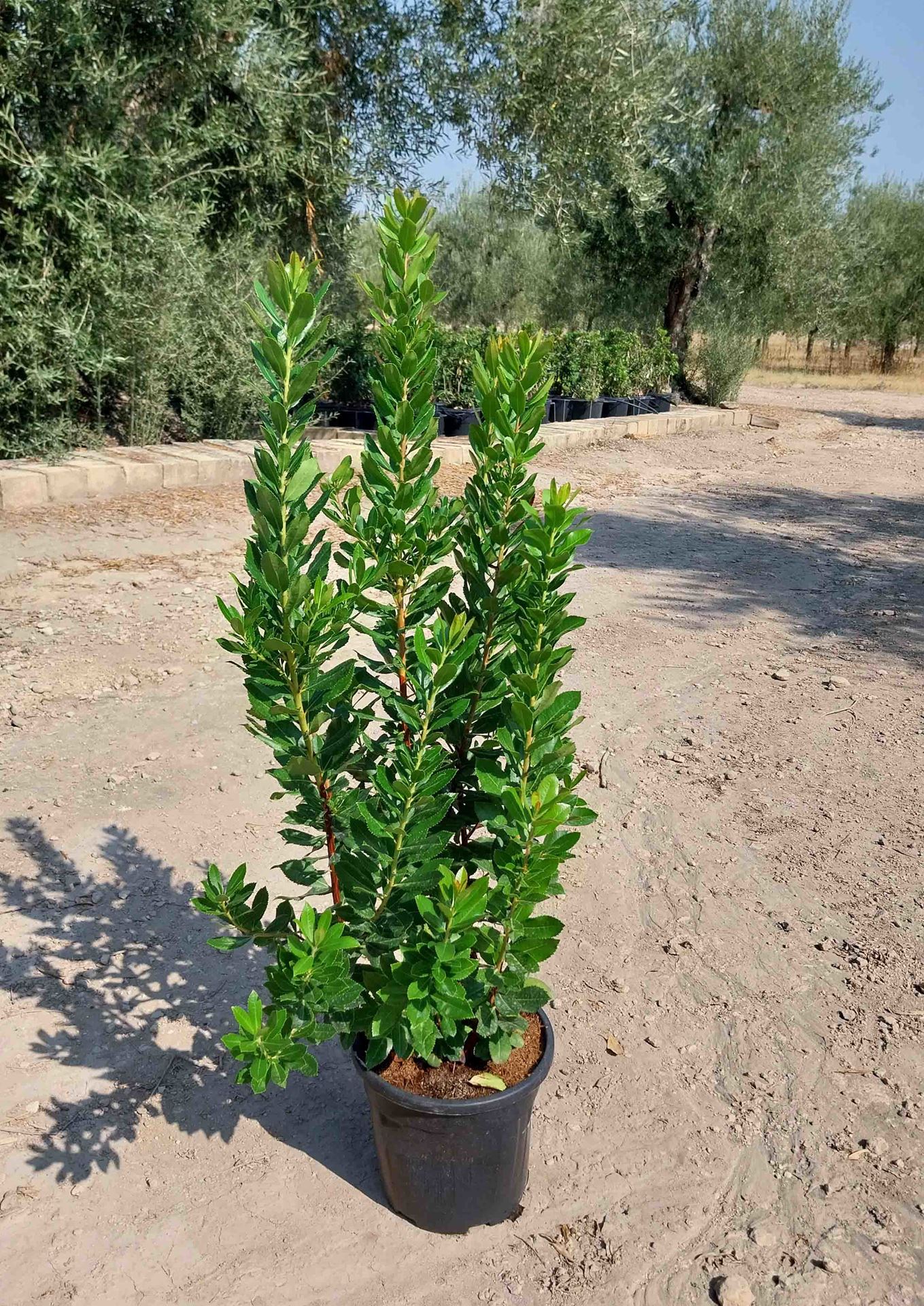 Arbutus unedo - pot 10L - 60-80 cm