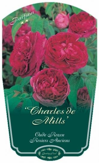 Rosa 'Charles de Mills' - pot