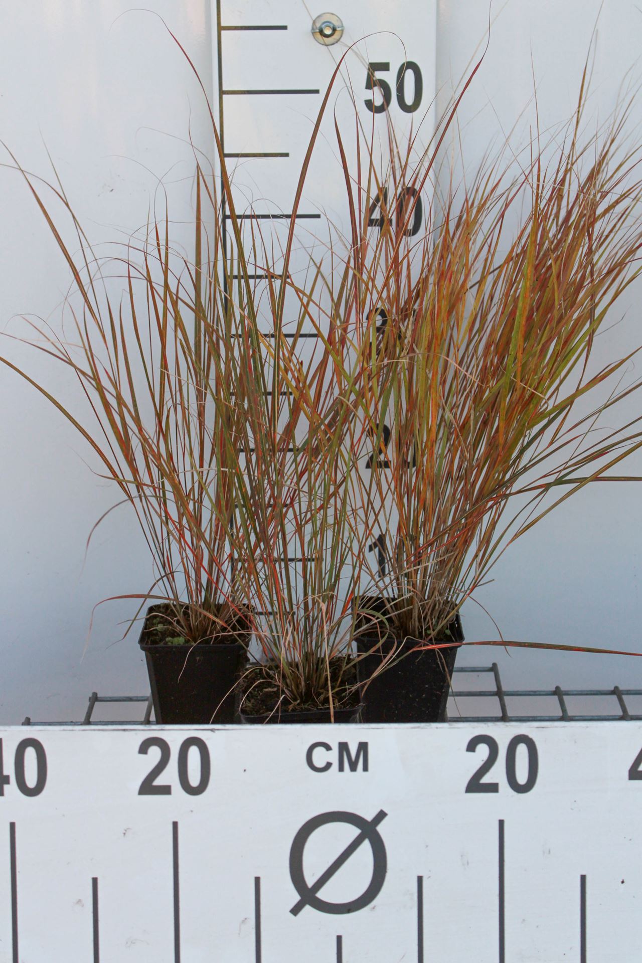 Calamagrostis arundinacea - pot 9x9 cm