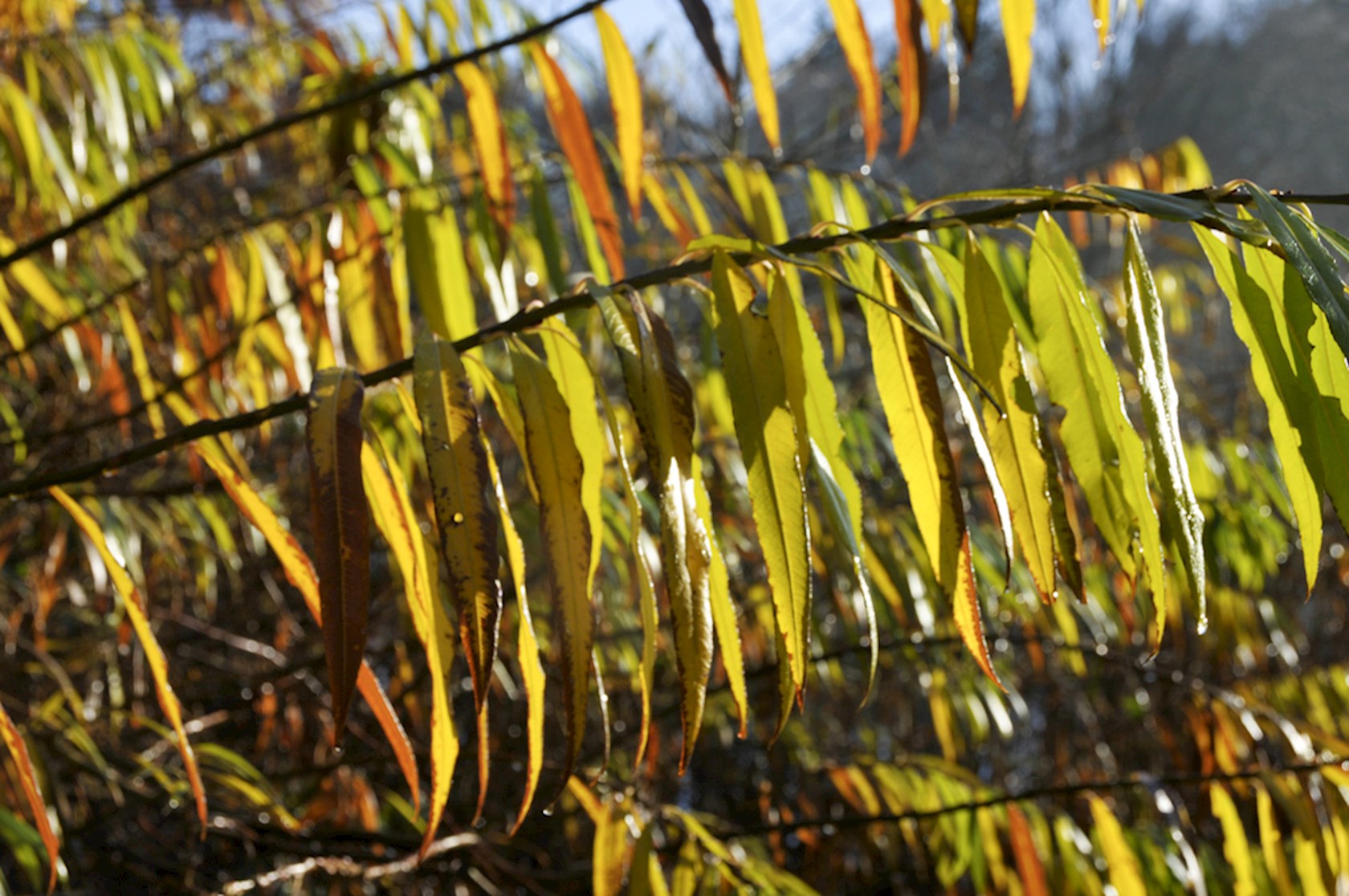 Plantenfiche-Salix-udensis-Sekka-