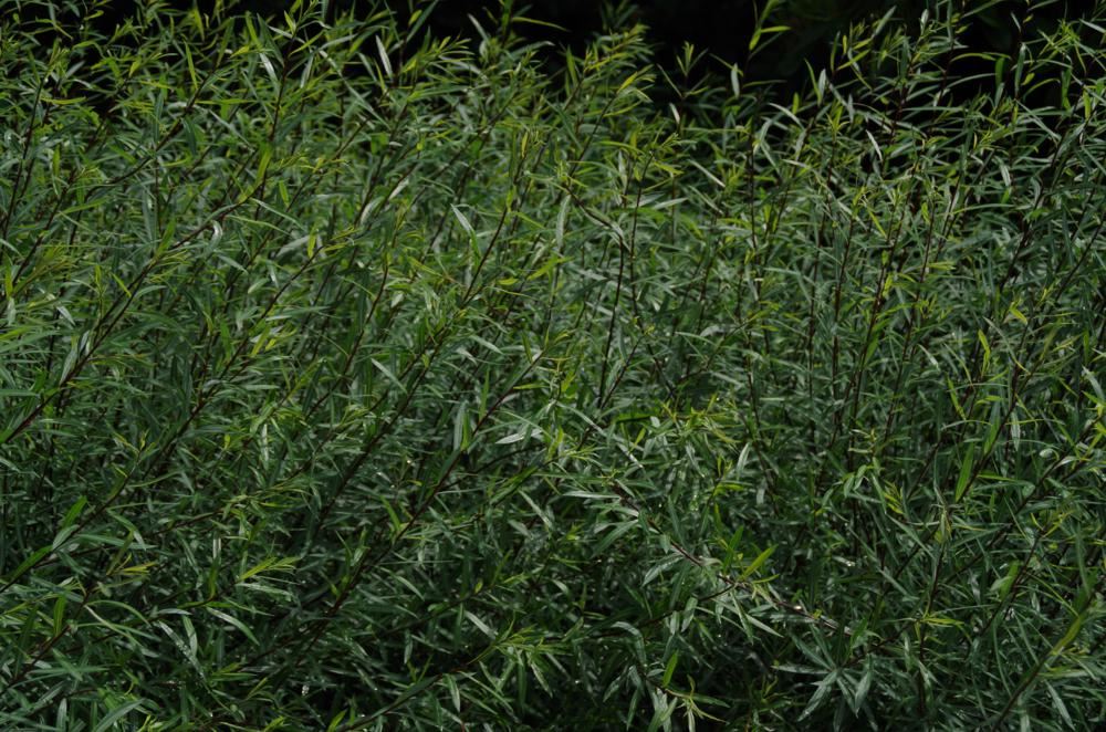Plantenfiche-Salix-purpurea