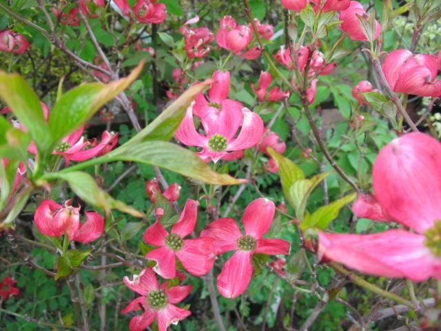 Plantenfiche-Cornus-florida-Cherokee-Chief-