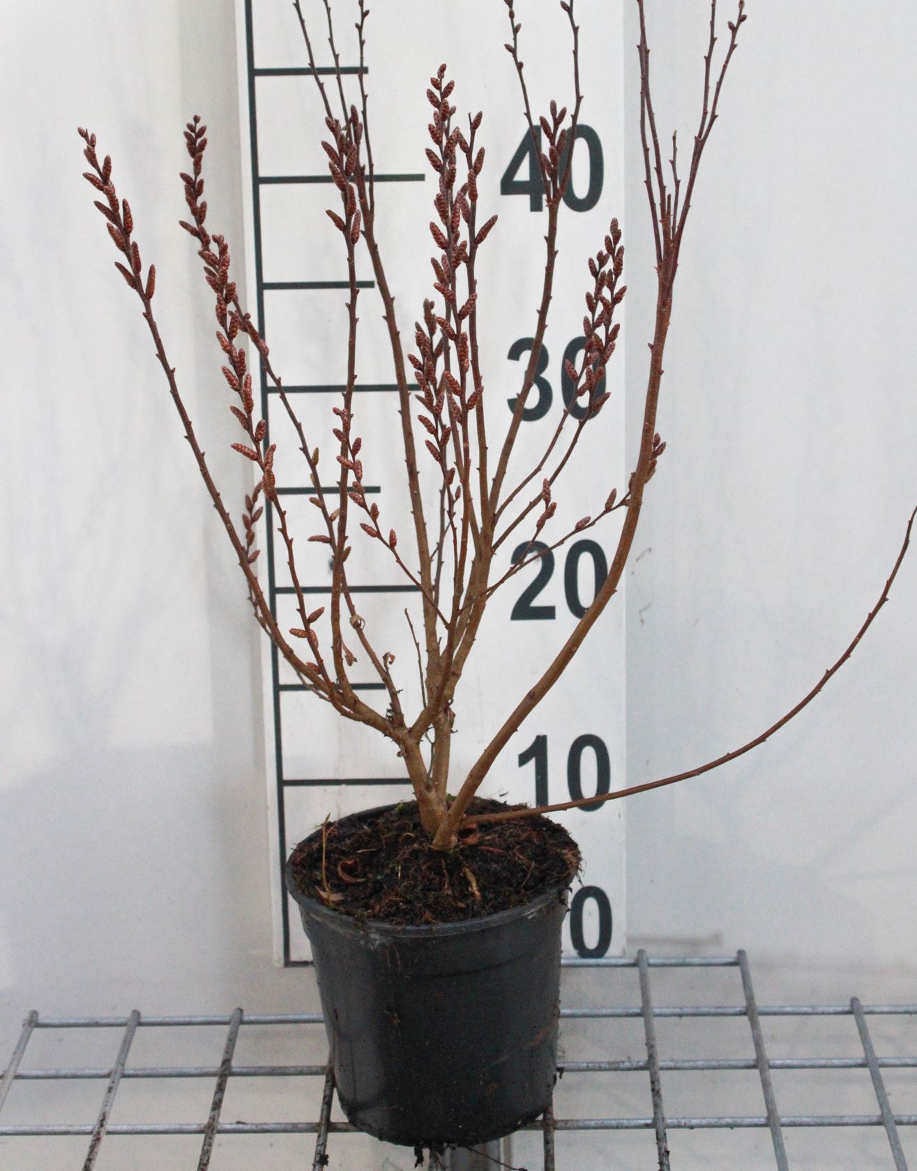 Myrica gale - pot 1,3L - 20-30 cm