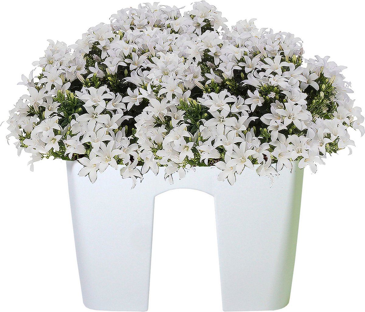 Flower-pot-Crown-white-30-x-30-cm