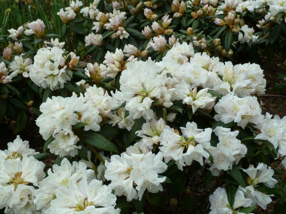 Plantenfiche-Rhododendron-Dora-Amateis-