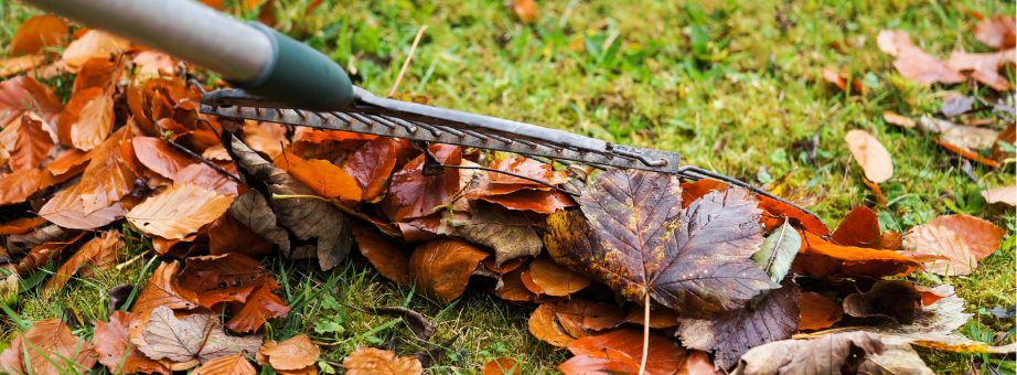 feuilles d'automne