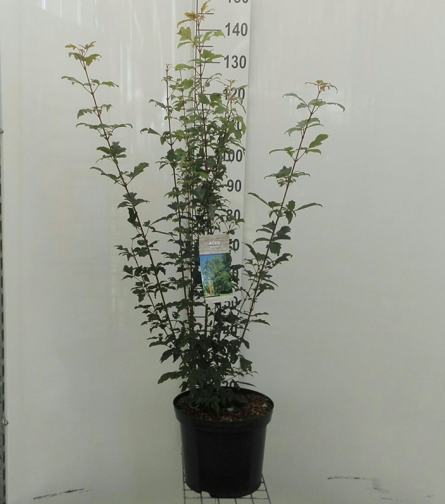 Acer griseum - pot 12L - 80-100 cm