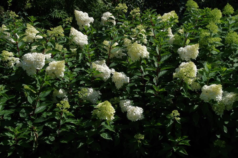 Plantenfiche-Hydrangea-paniculata-Renhy-Vanille-Fraise-