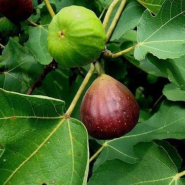 Ficus carica 'Brown Turkey' - pot 10L - 50-60 cm