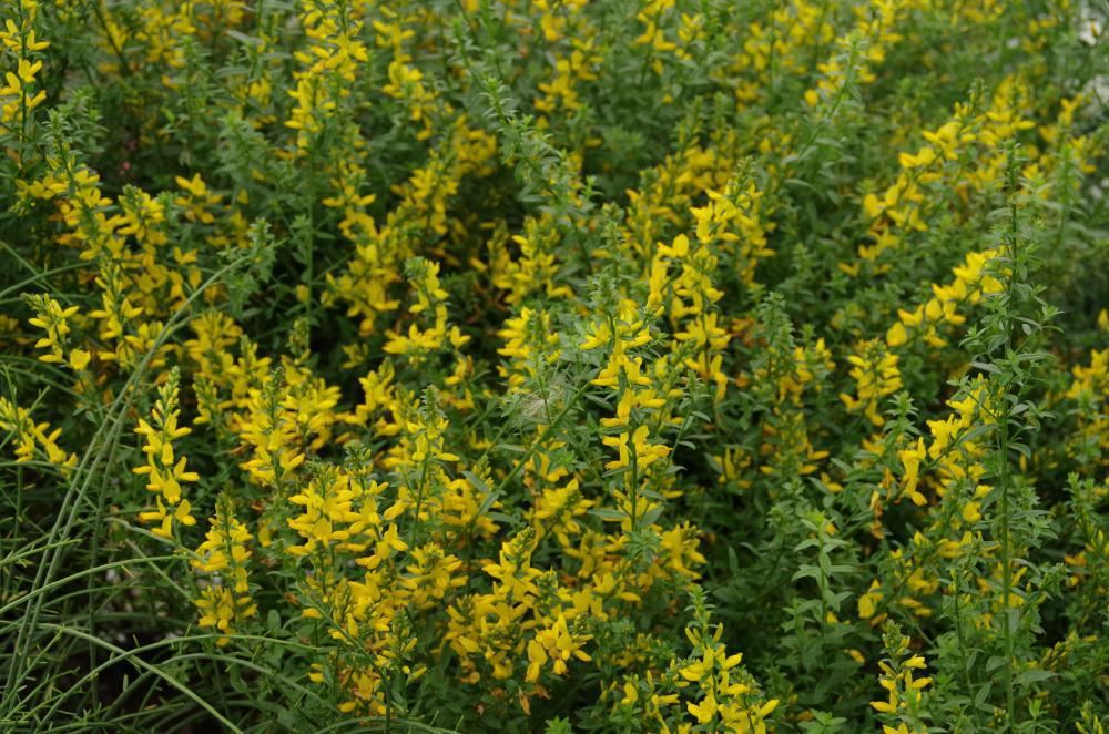Plantenfiche-Genista-tinctoria-Royal-Gold-