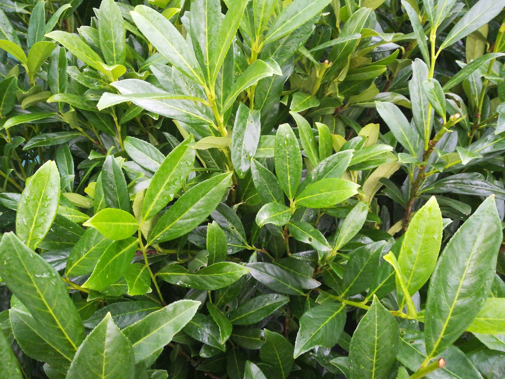 Prunus laurocerasus 'Caucasica' - pot 5L - 60-80 cm