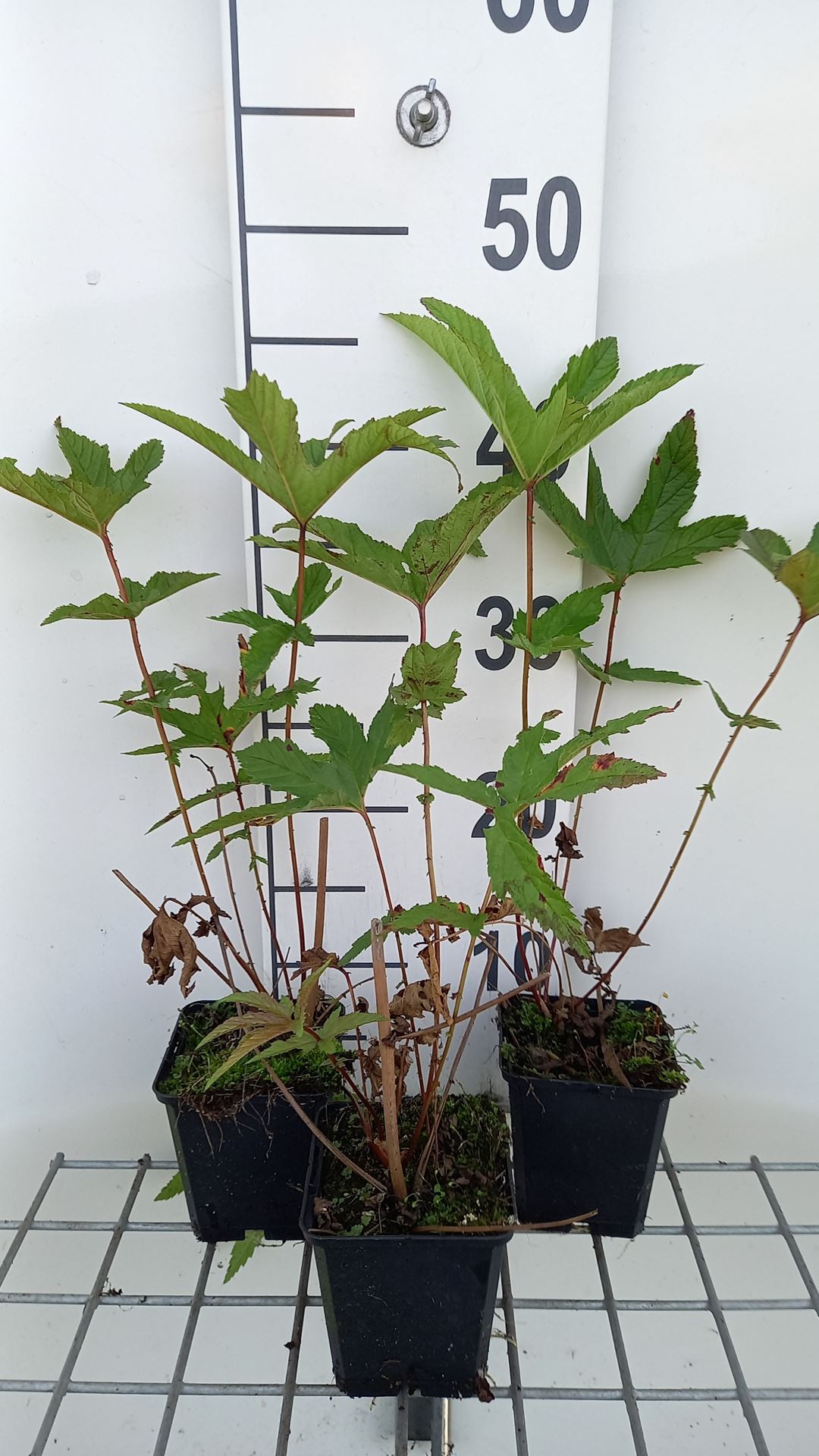 Filipendula rubra 'Venusta' - pot 9x9 cm