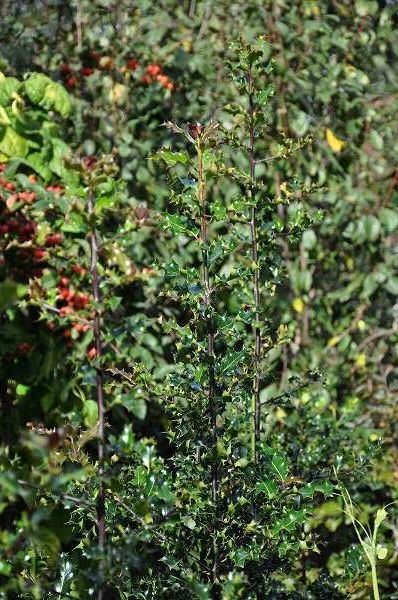 Ilex aquifolium - pot 9x9 cm - 12-15 cm