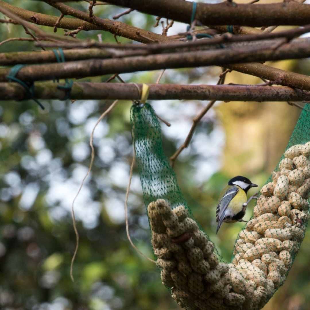 garden birds