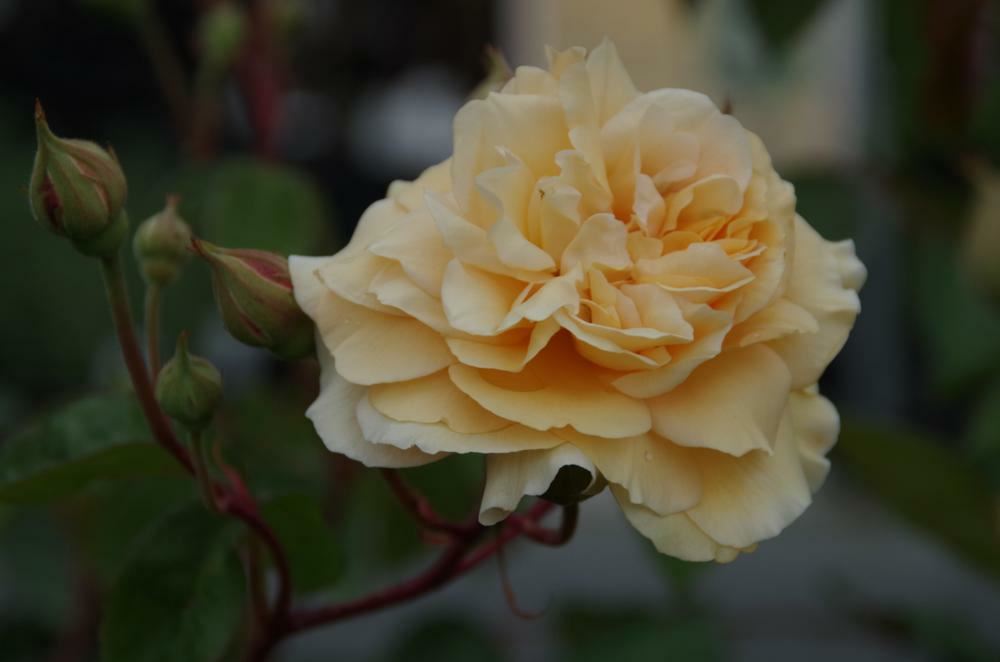 Plantenfiche-Rosa-Buff-Beauty-