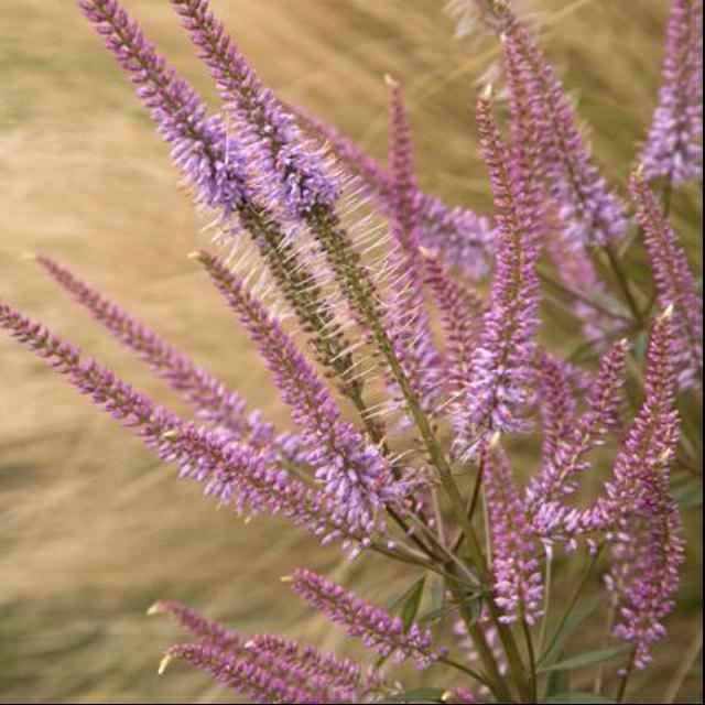 Plantenfiche-Veronicastrum-virginicum-Adoration-