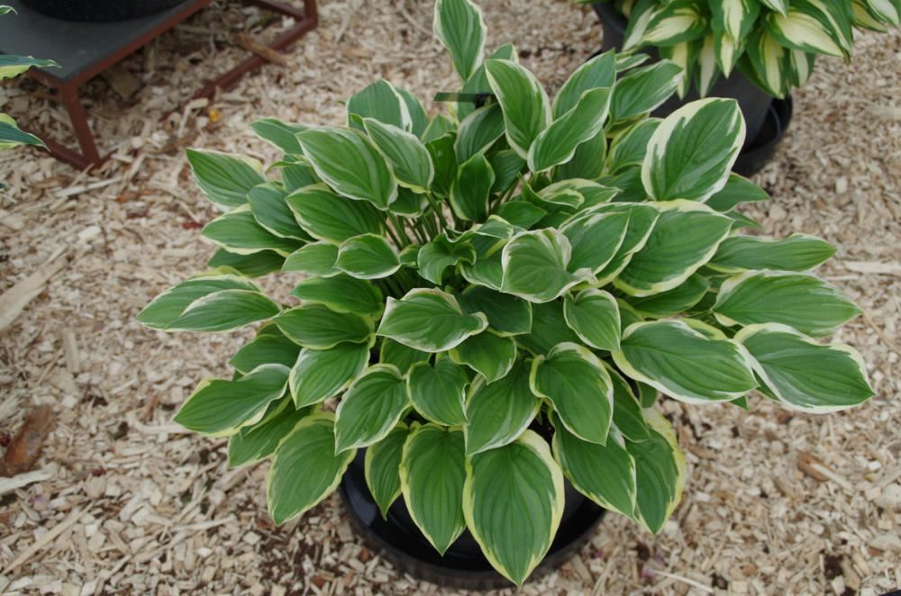 Plantenfiche-Hosta-So-Sweet-