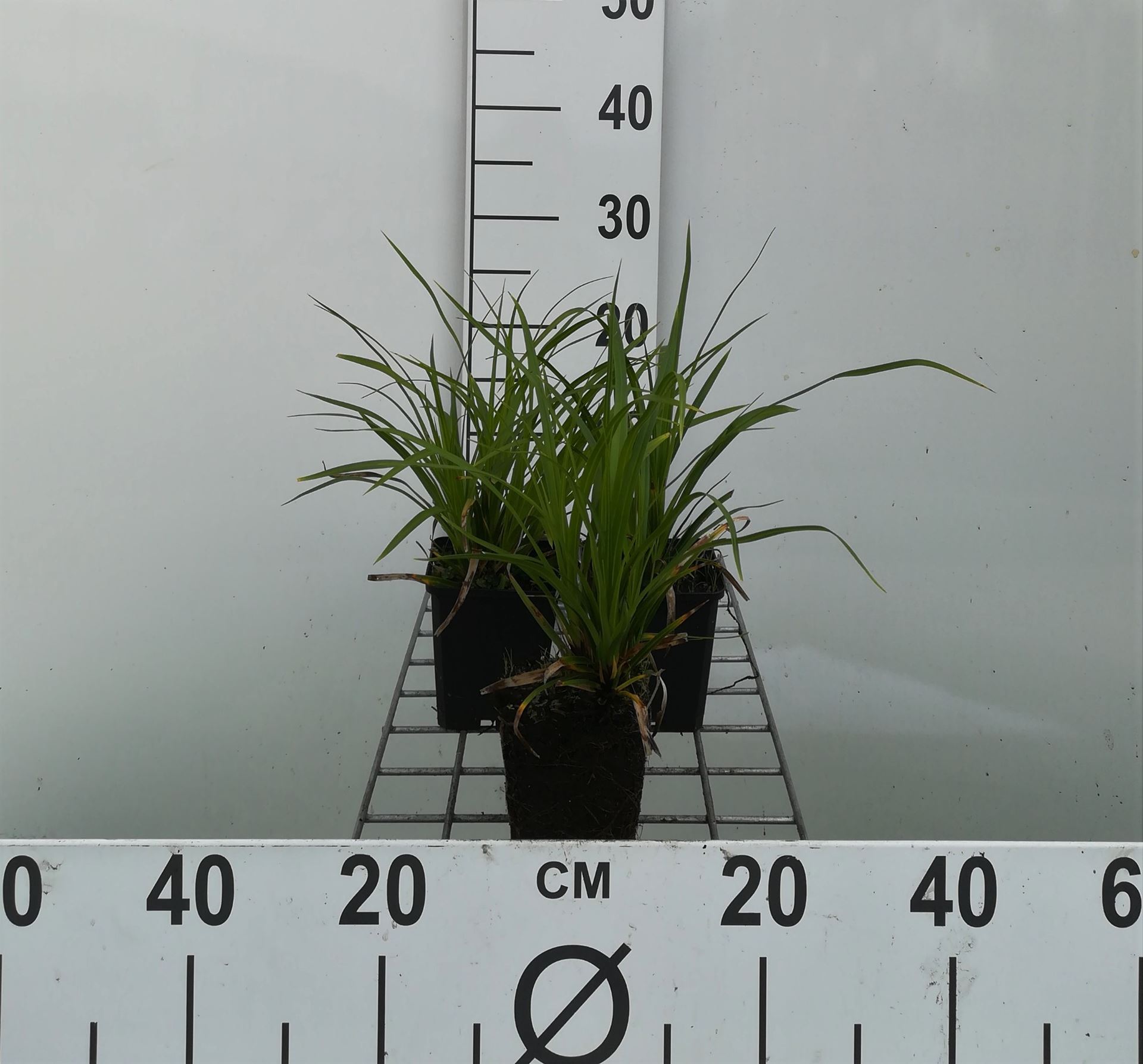 Carex morrowii - pot 9x9 cm
