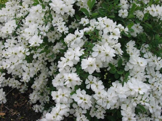 Plantenfiche-Exochorda-The-Bride-