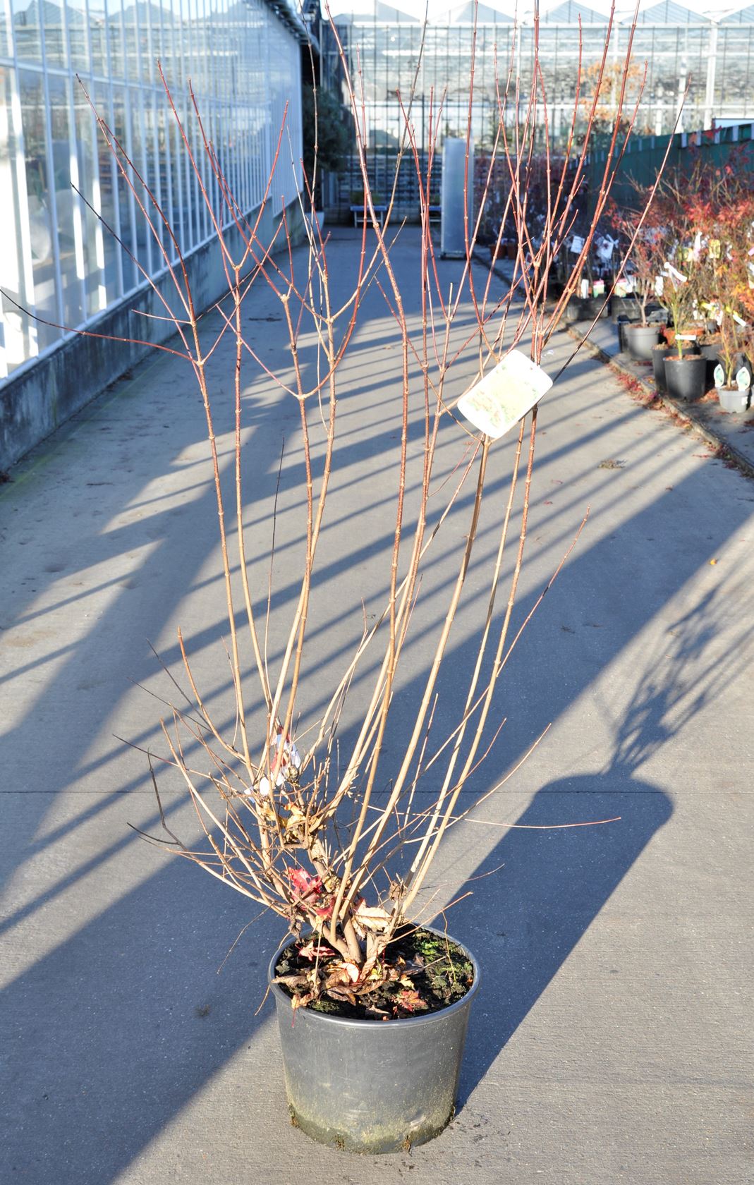 Acer tataricum subsp. ginnala - pot 20L - 150-200 cm