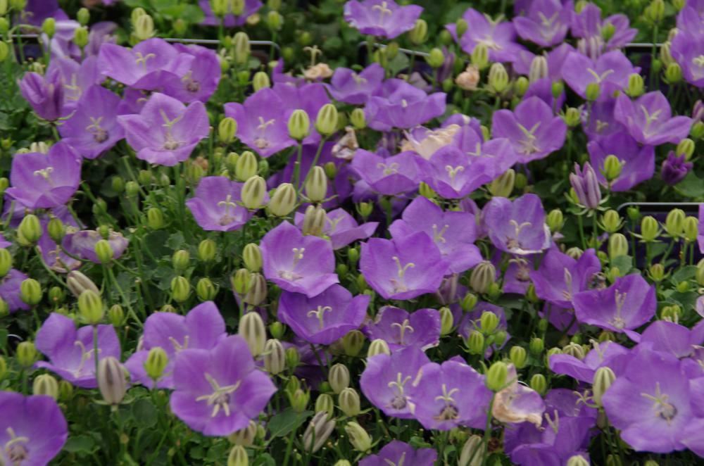 Plantenfiche-Campanula-carpatica-Blaue-Clips-