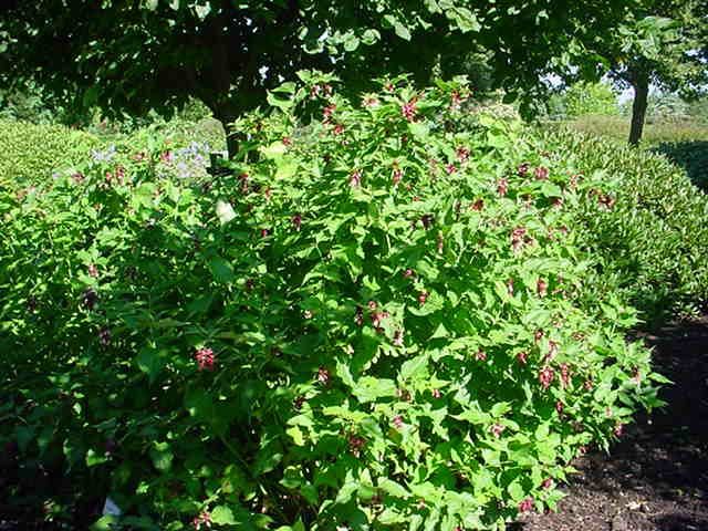 Plantenfiche-Leycesteria-formosa