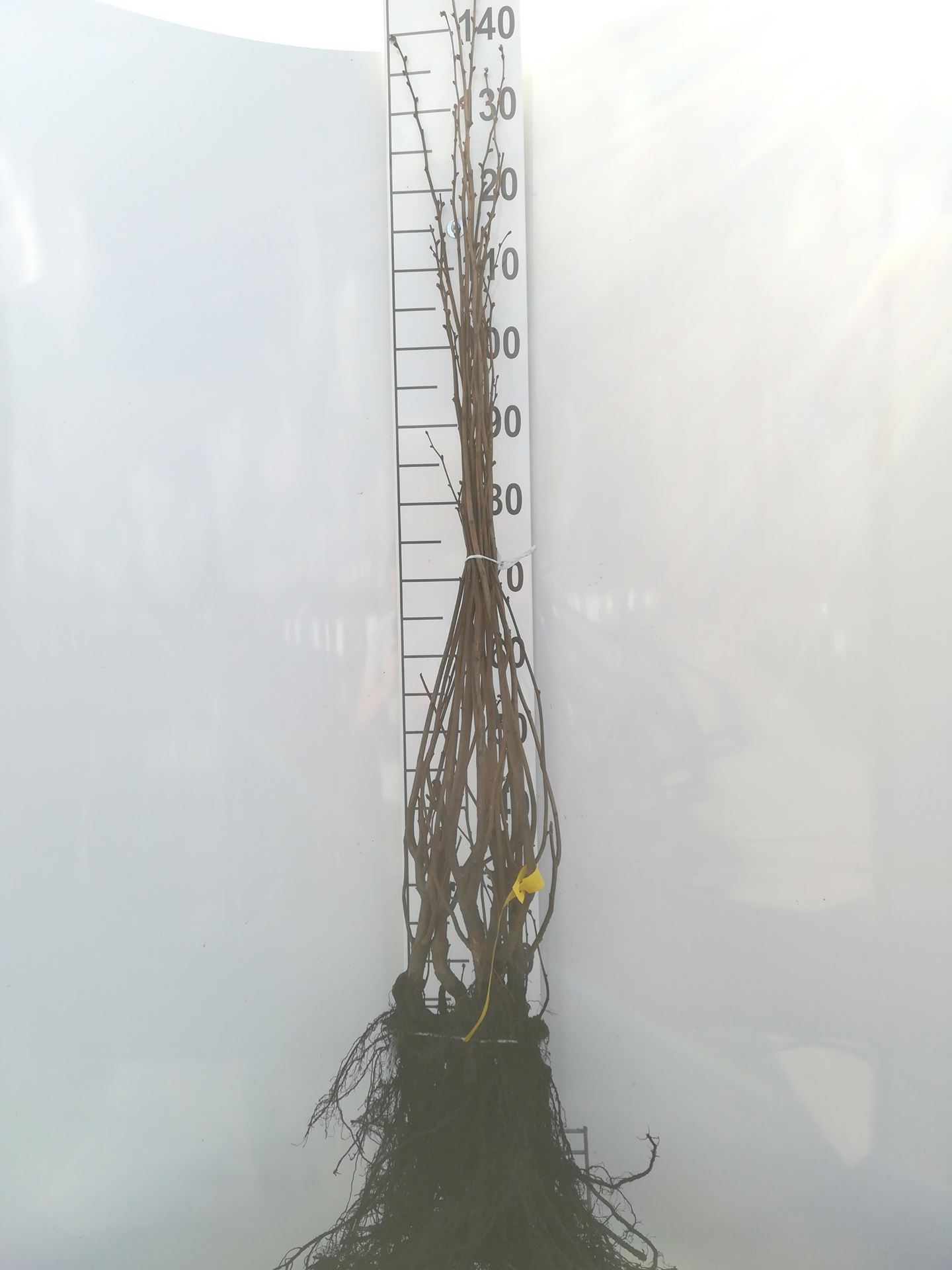 Corylus avellana - bare root - 60-90 cm - 3-5 branches