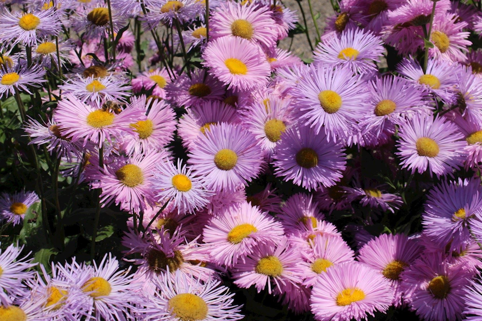 Plantenfiche-Erigeron-Rosa-Juwel-