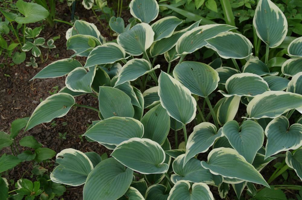 Plantenfiche-Hosta-El-Ni-o-