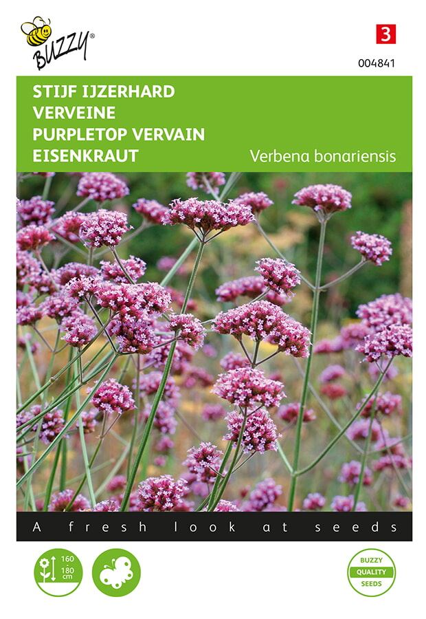 Verveine bourdonnante, Feuilles persistantes raides