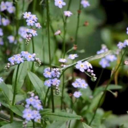 Myosotis palustris - Biopot ø7 cm