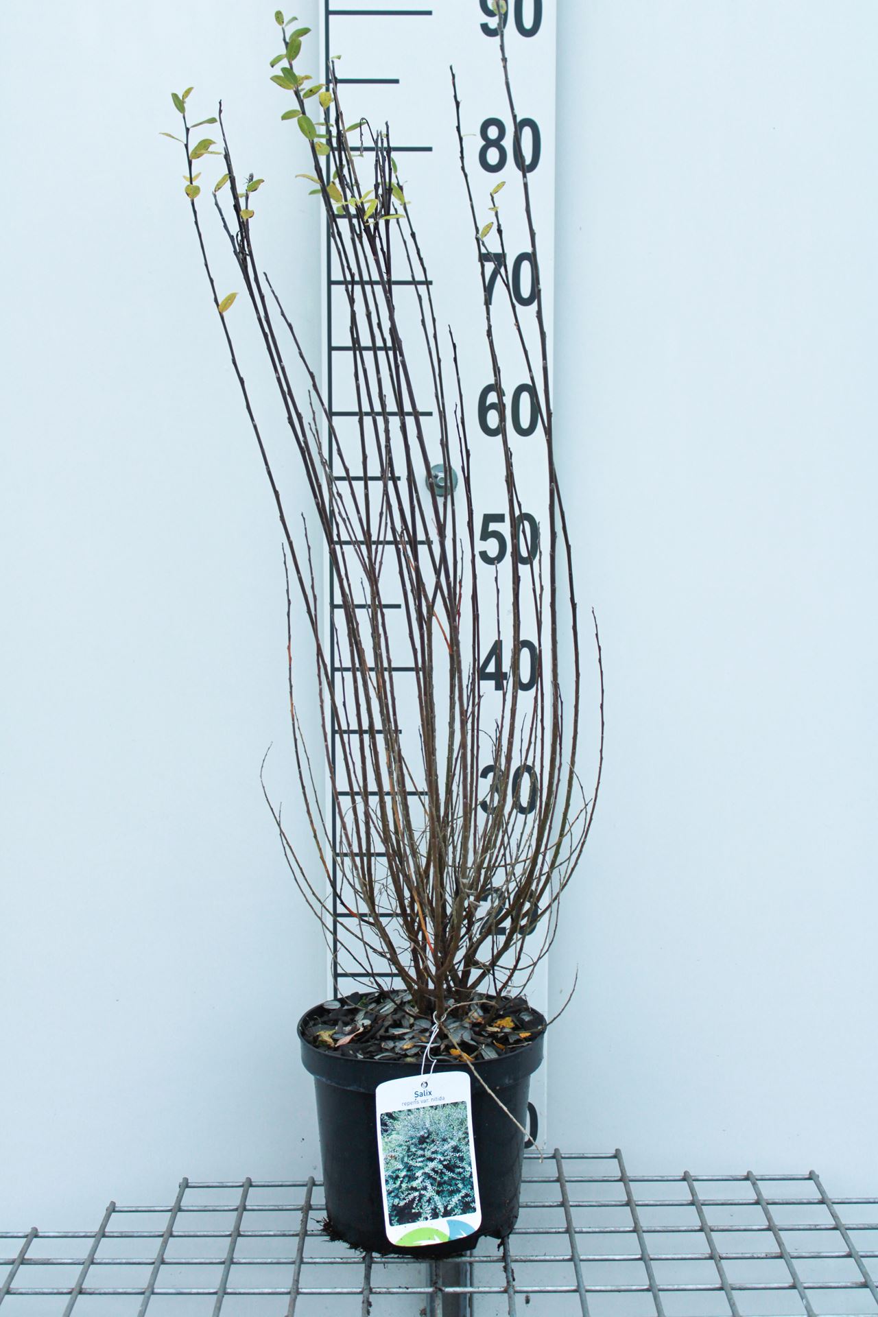 Salix repens - pot - 50-60 cm