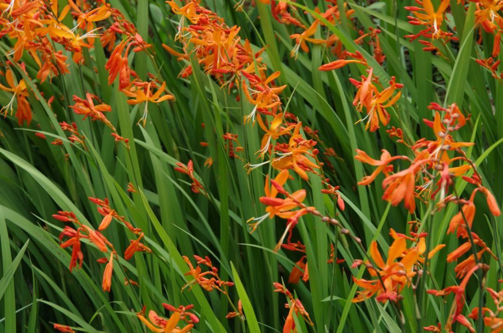 Plantenfiche-Crocosmia-x-crocosmiiflora