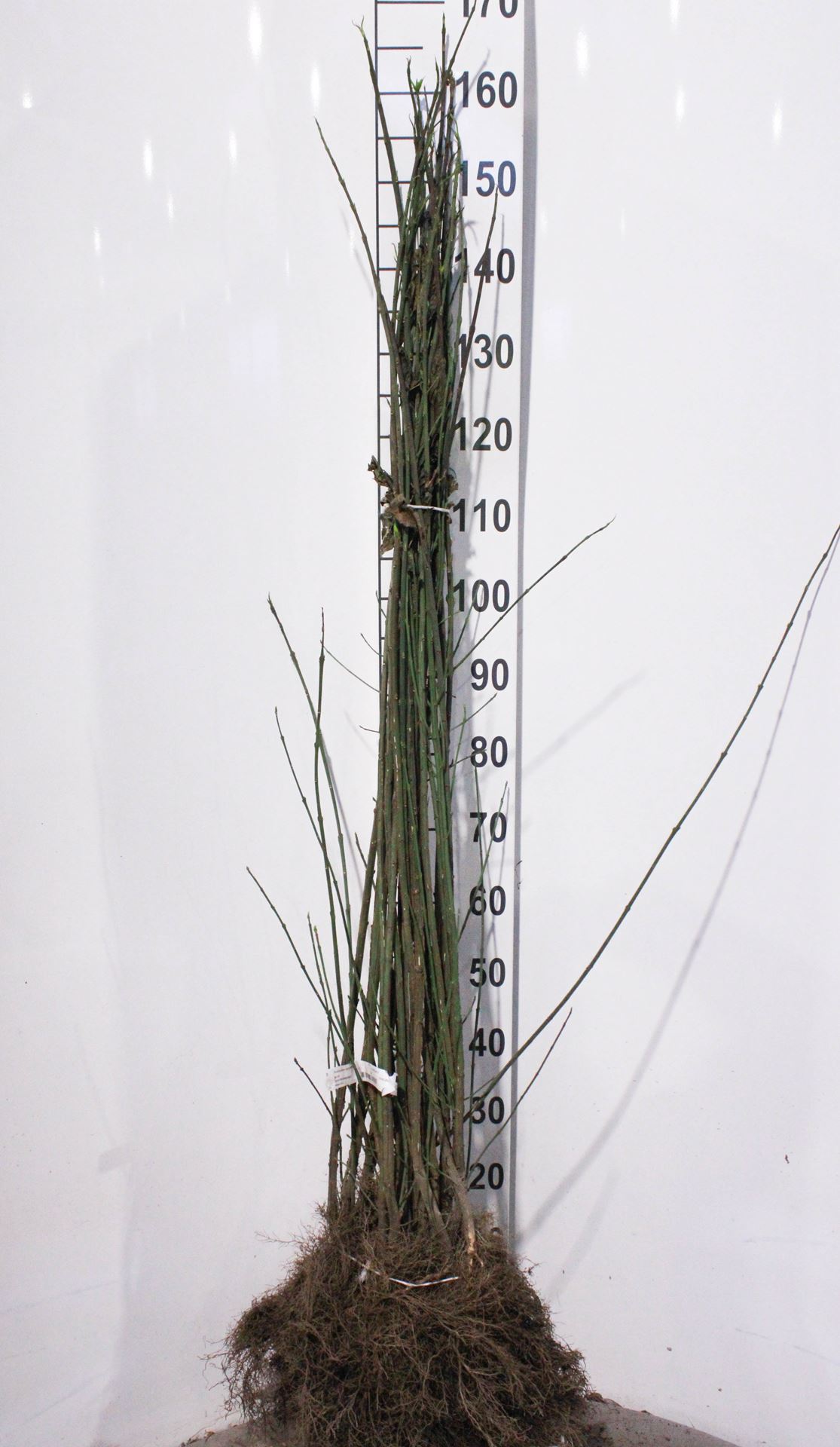 Euonymus europaeus - bare root - 90-120 cm