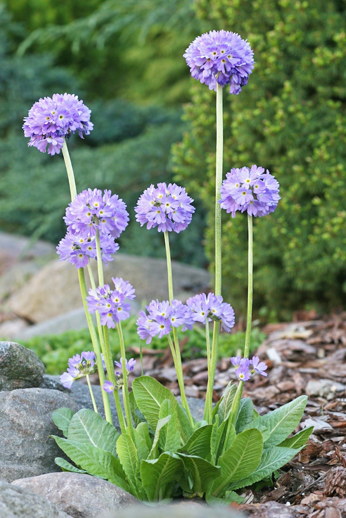 Plantenfiche-Primula-denticulata