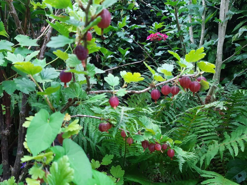 Plantenfiche-Ribes-uva-crispa-Hinnonmaen-Punainen-Hinnonmaki-Rod-Rode-stekelbes-of-rode-kruisbes-