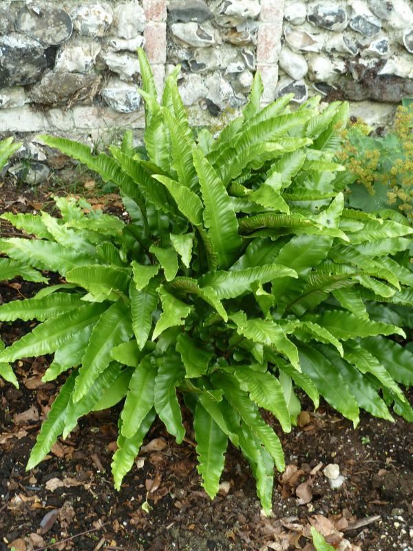 Plantenfiche-Asplenium-scolopendrium