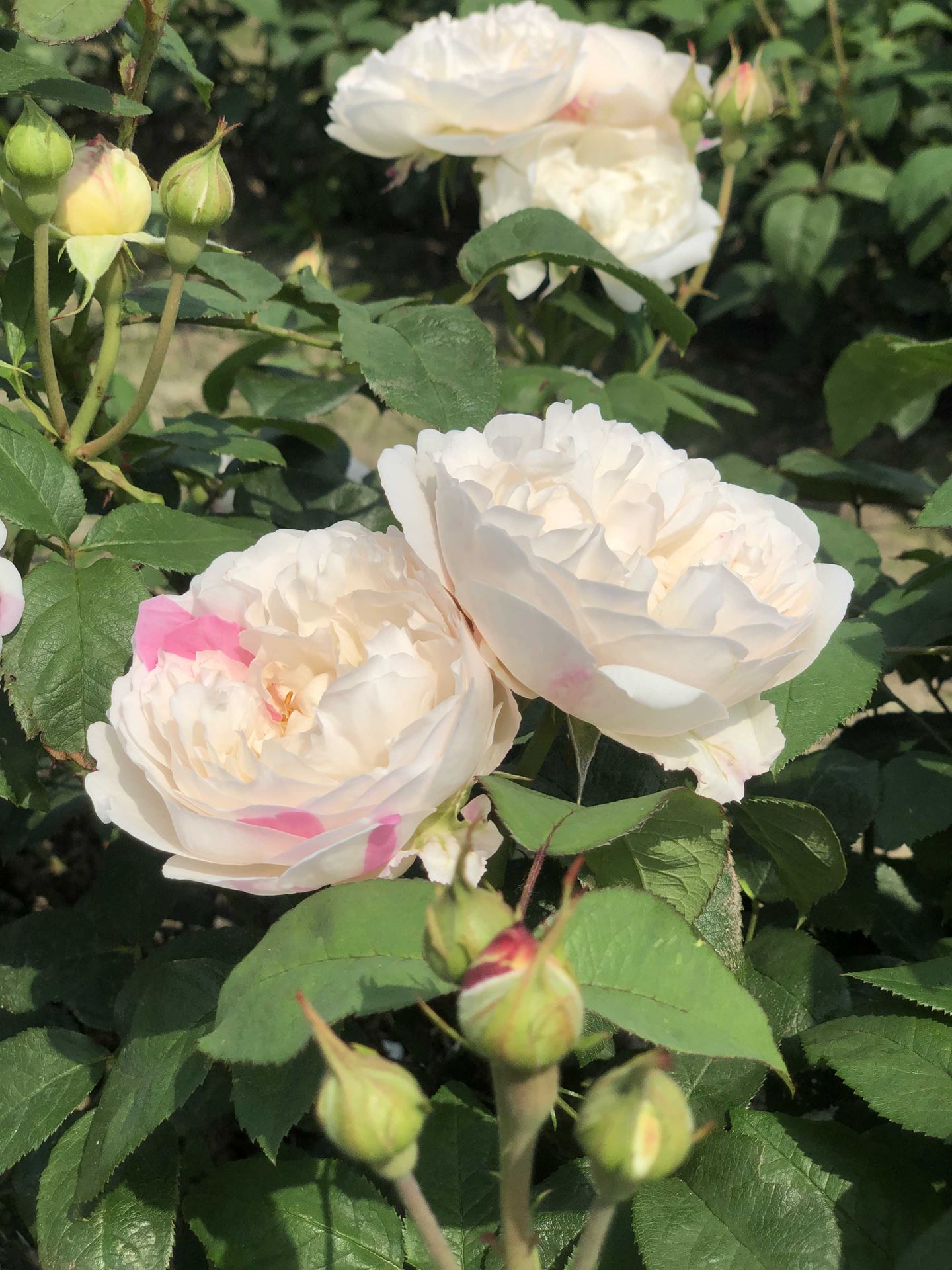 Rosa 'Auscat' (Winchester Cathedral) - pot