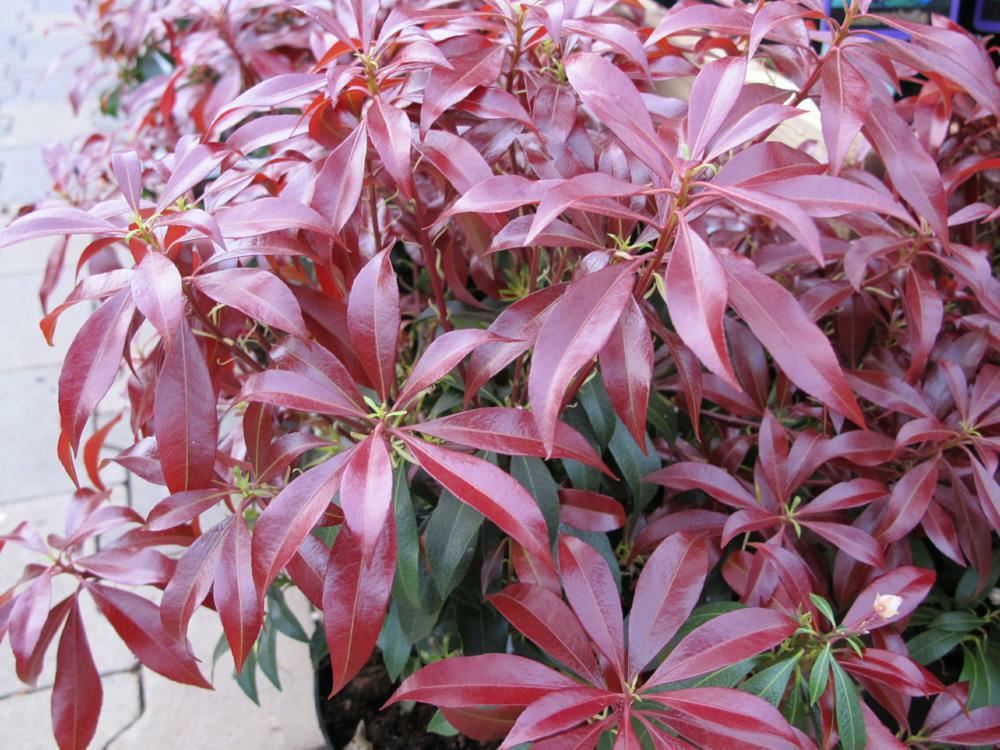 Plantenfiche-Pieris-japonica-Katsura-