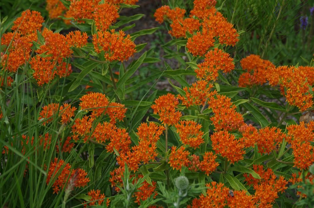 Plantenfiche-Asclepias-tuberosa