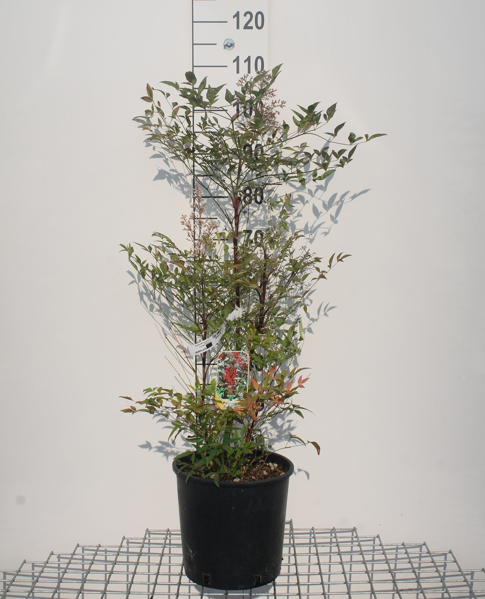 Nandina domestica - pot 10L - 60-80 cm