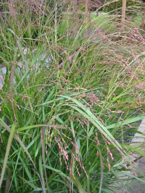 Plantenfiche-Panicum-virgatum-Squaw-