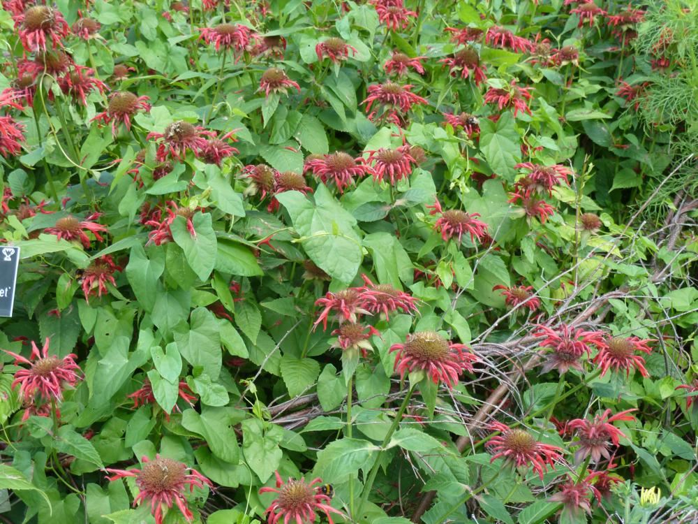 Plantenfiche-Monarda-Gardenview-Scarlet-