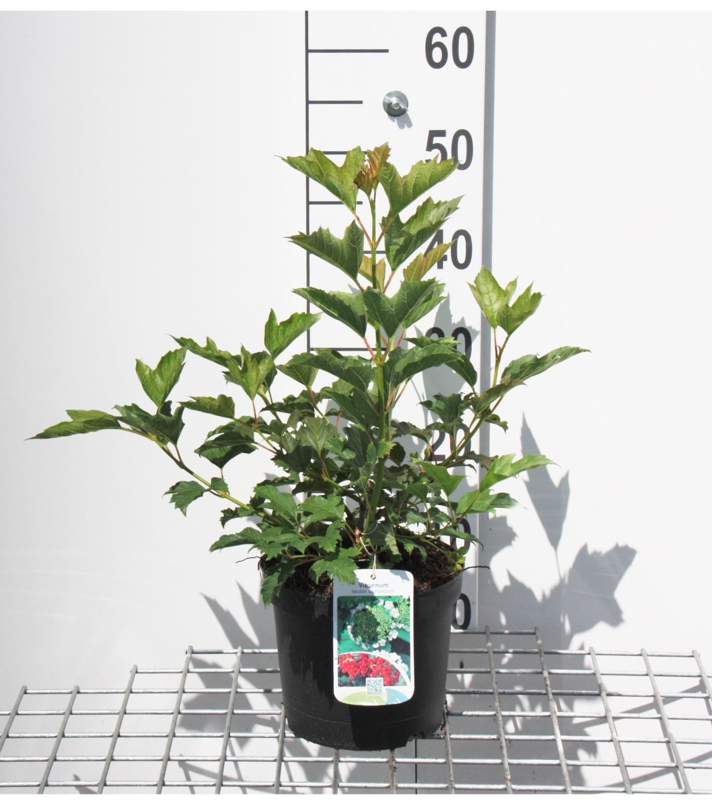 Viburnum opulus 'Compactum' - pot - 25-30 cm