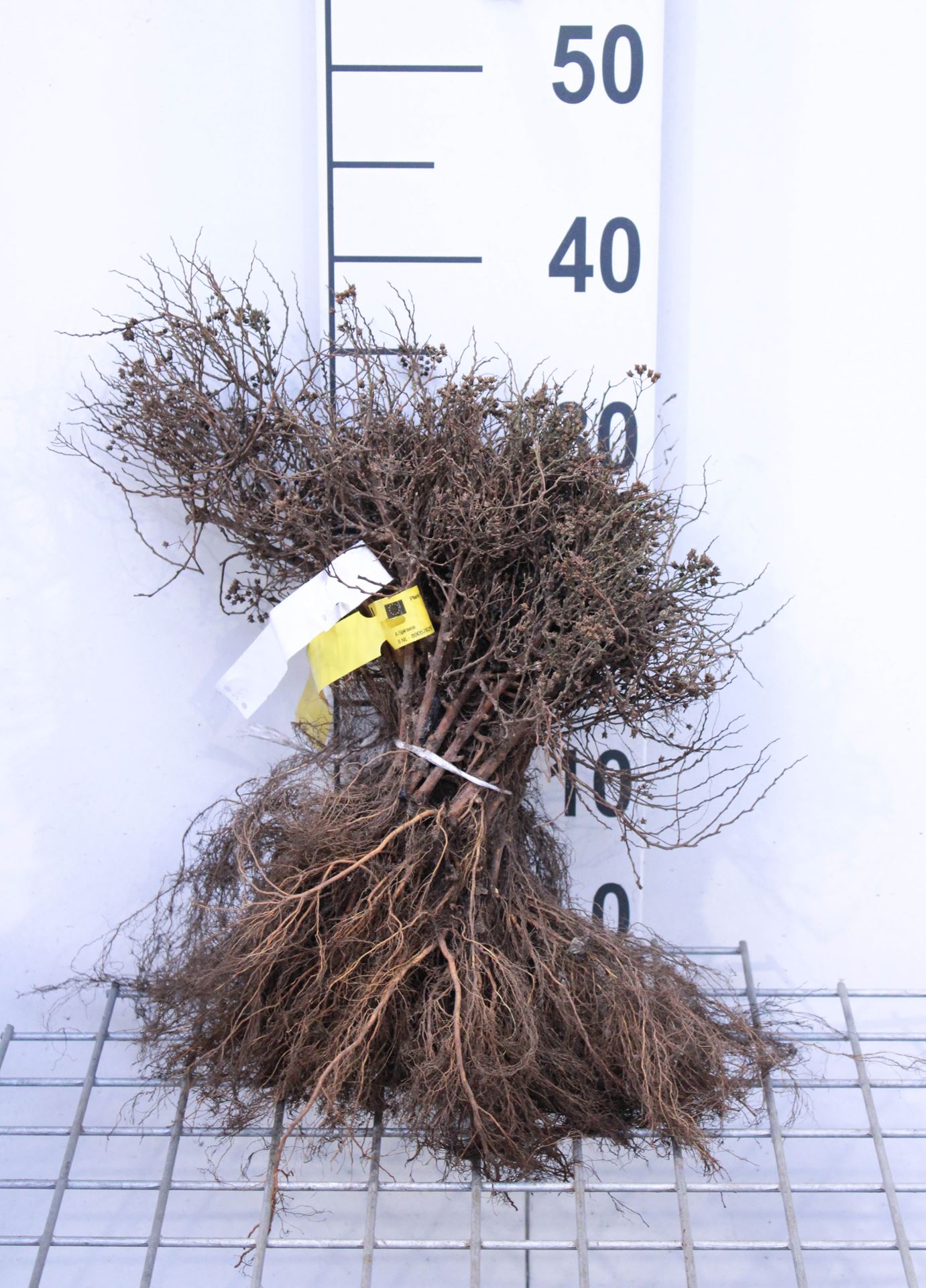 Spiraea japonica 'Little Princess' - bare root - 15-25 cm