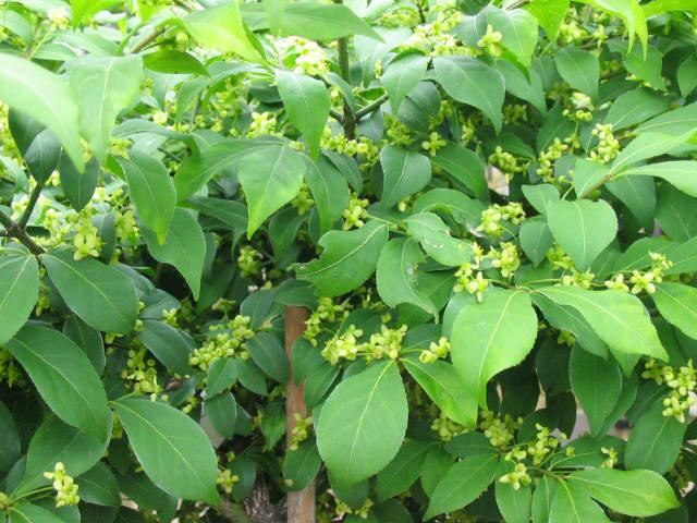 Plantenfiche-Euonymus-alatus-Compactus-