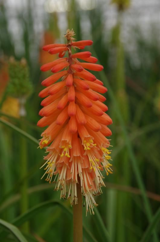 Plantenfiche-Kniphofia-Alcazar-