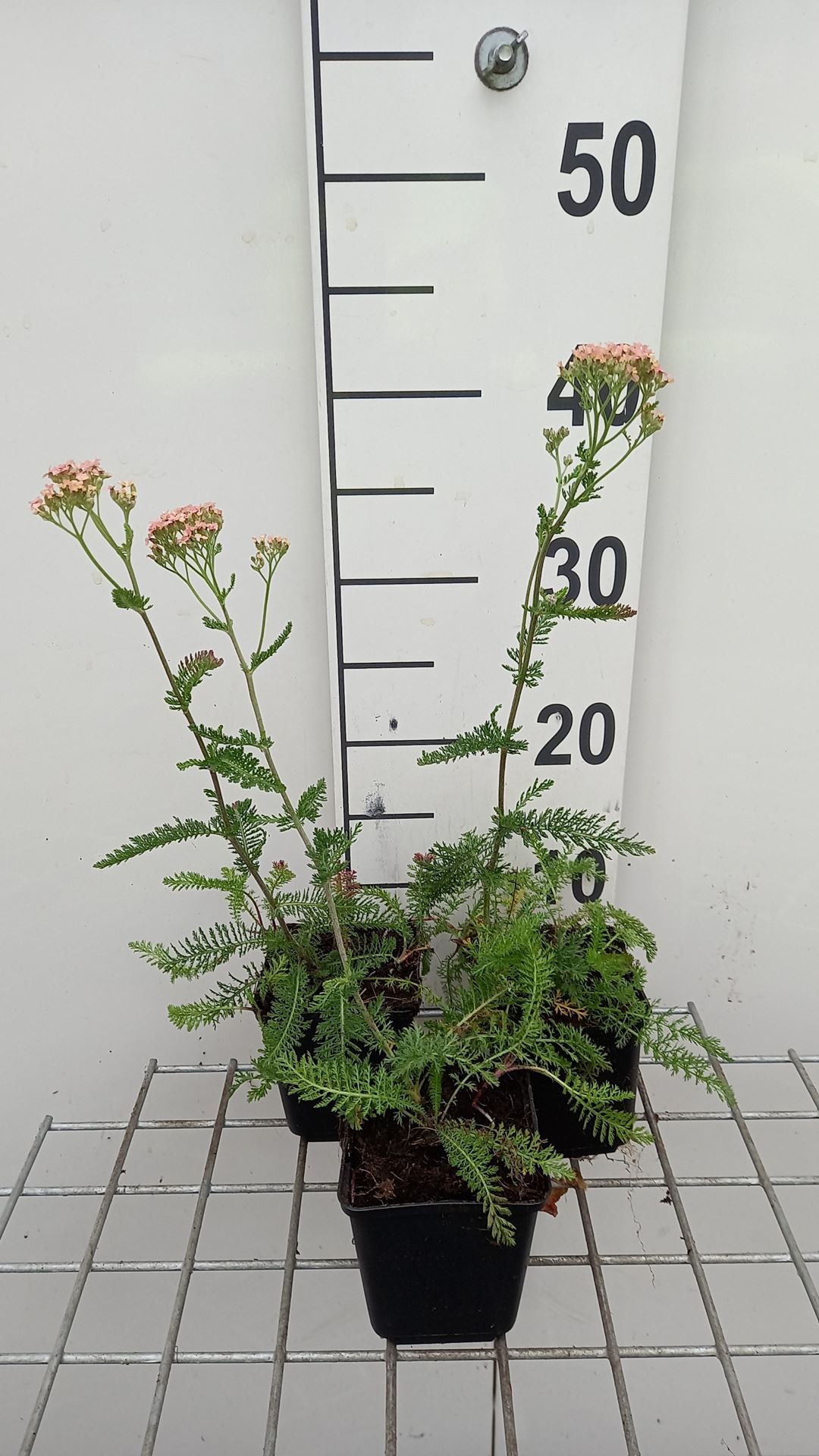 Achillea millefolium 'Lachsschönheit' - pot 9x9 cm