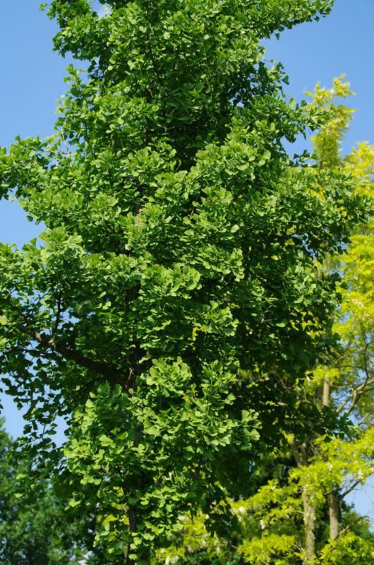 Plantenfiche-Ginkgo-biloba