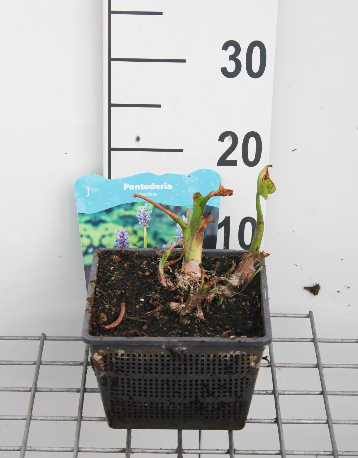 Pontederia cordata - panier à eau ø18 cm
